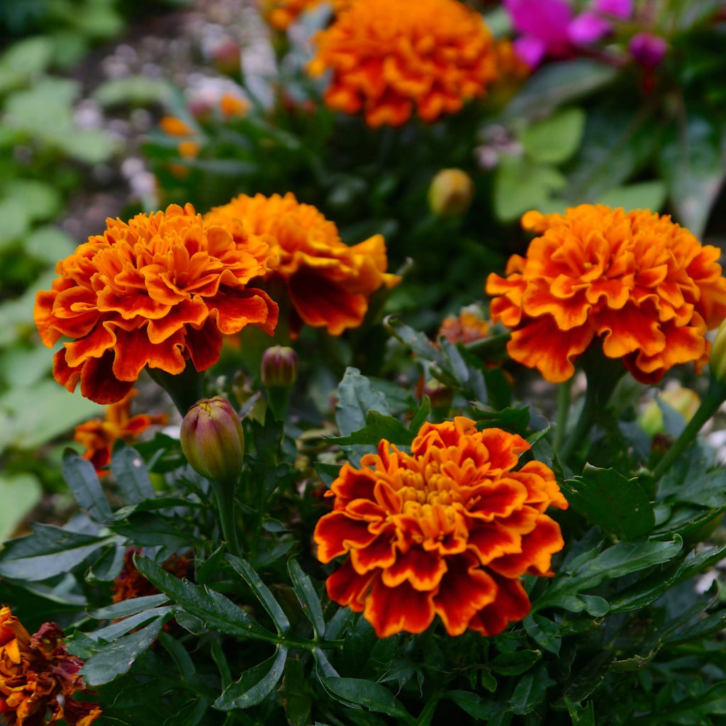 orange marigolds