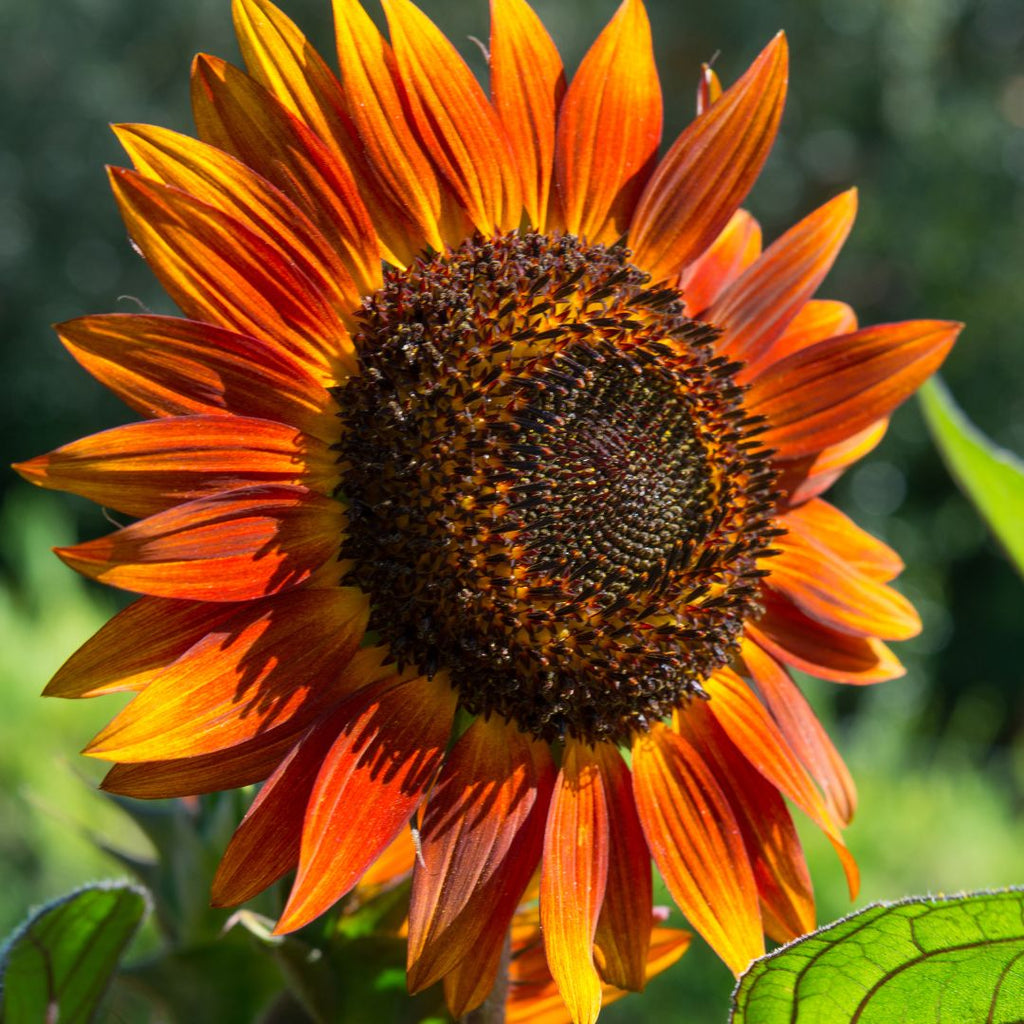 orange sunflower