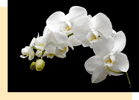 White orchid close up