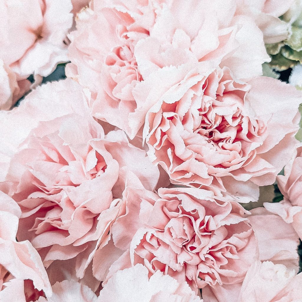 pale pink carnations