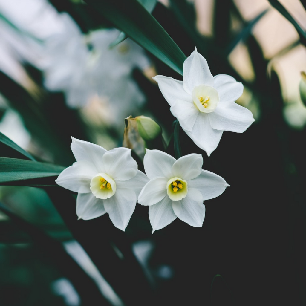 paperwhites