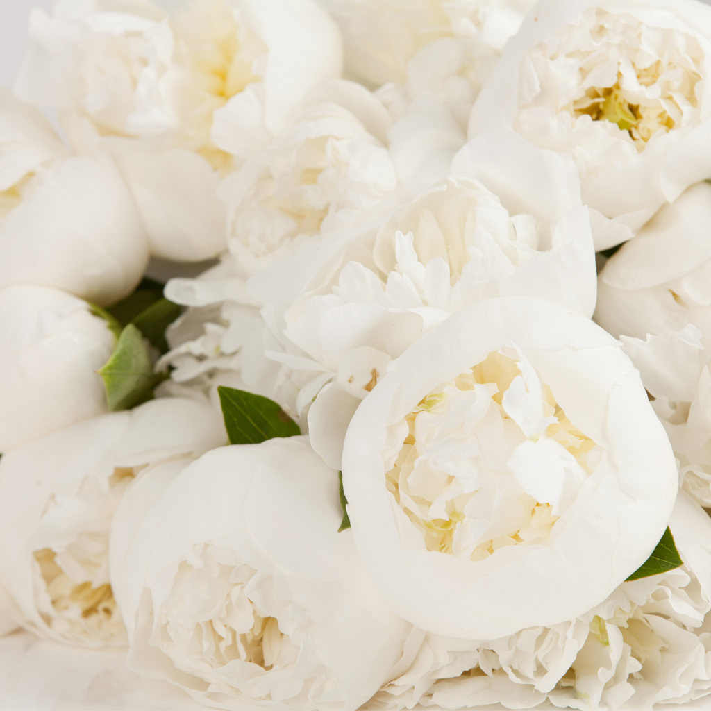white peonies meaning