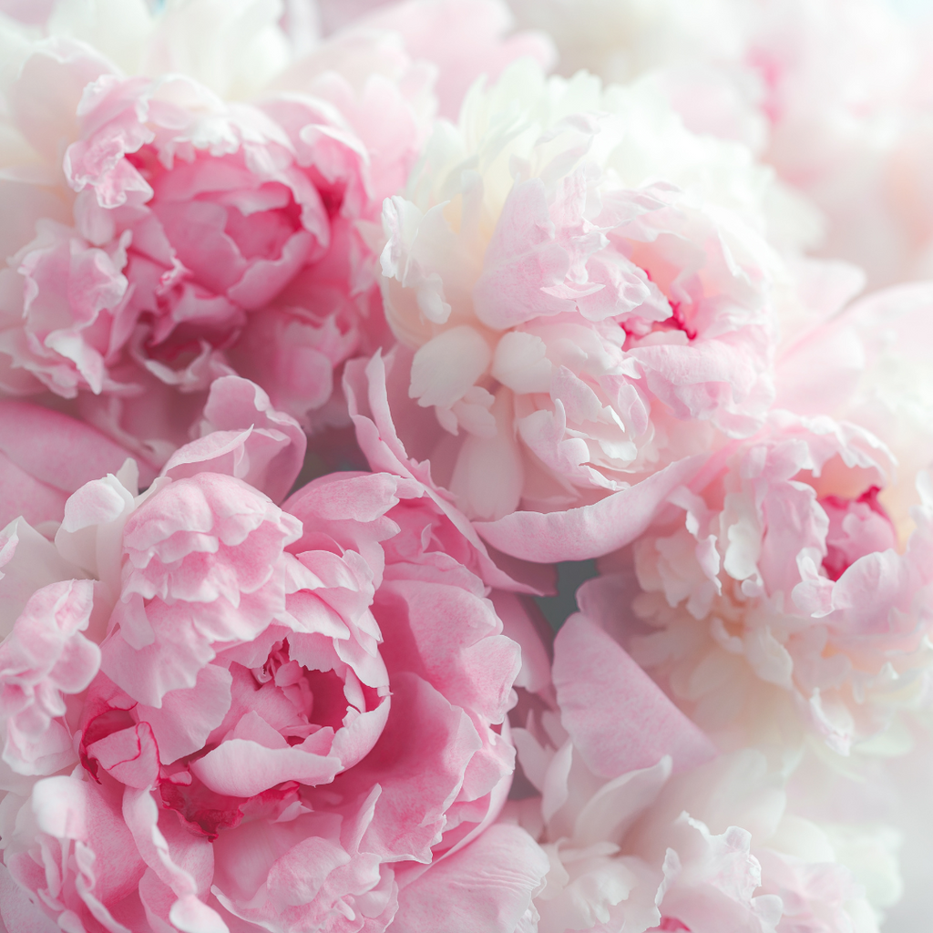 pink peony meaning