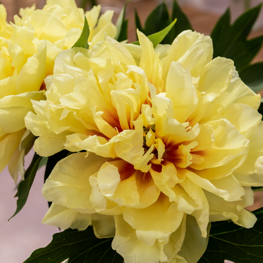 yellow peony meaning