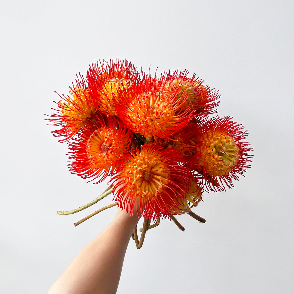 handheld pincushion flowers