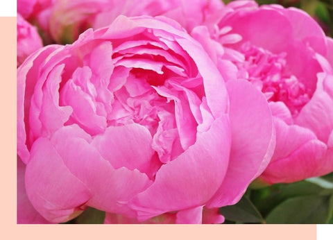 pink peony flower