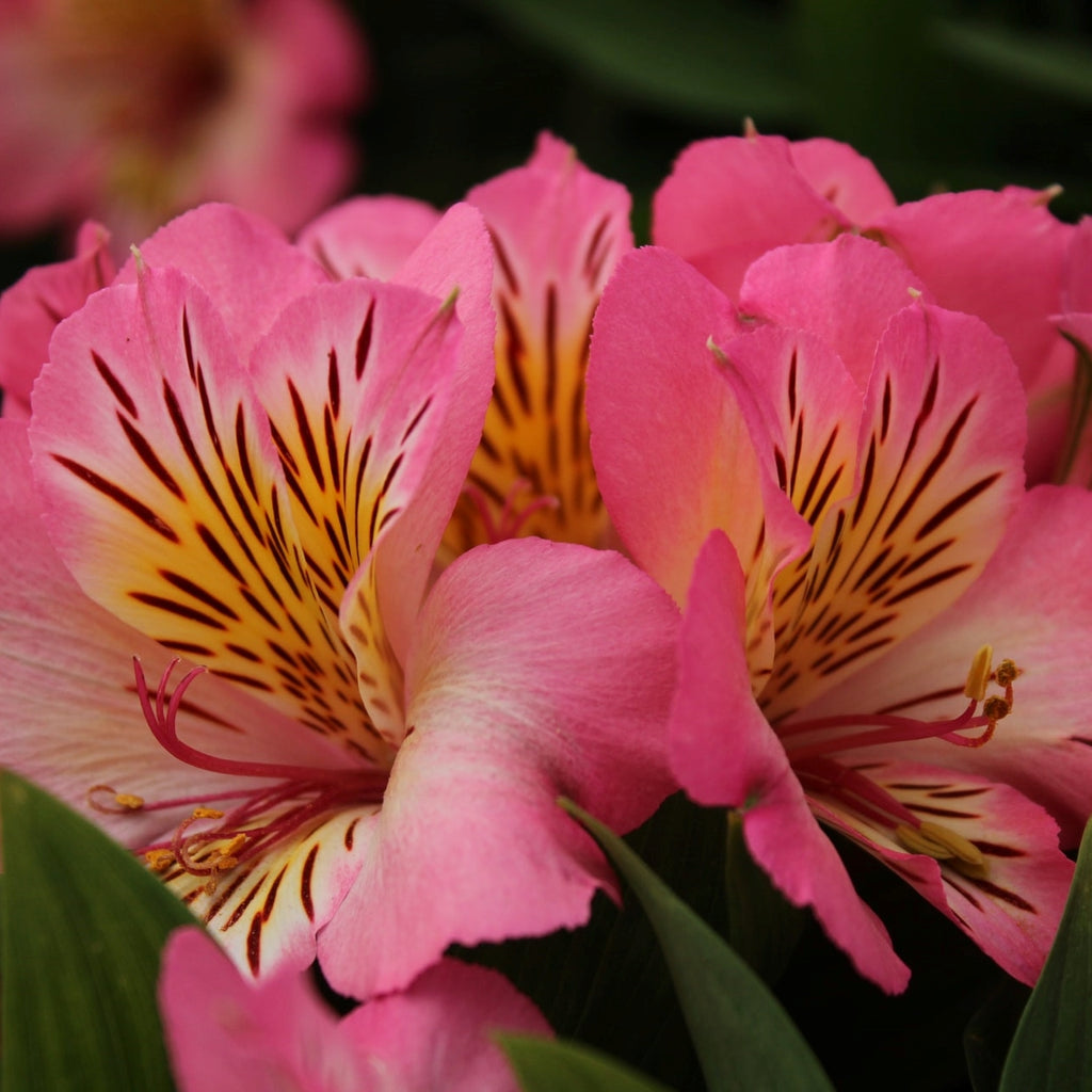 pink alstroemeria 