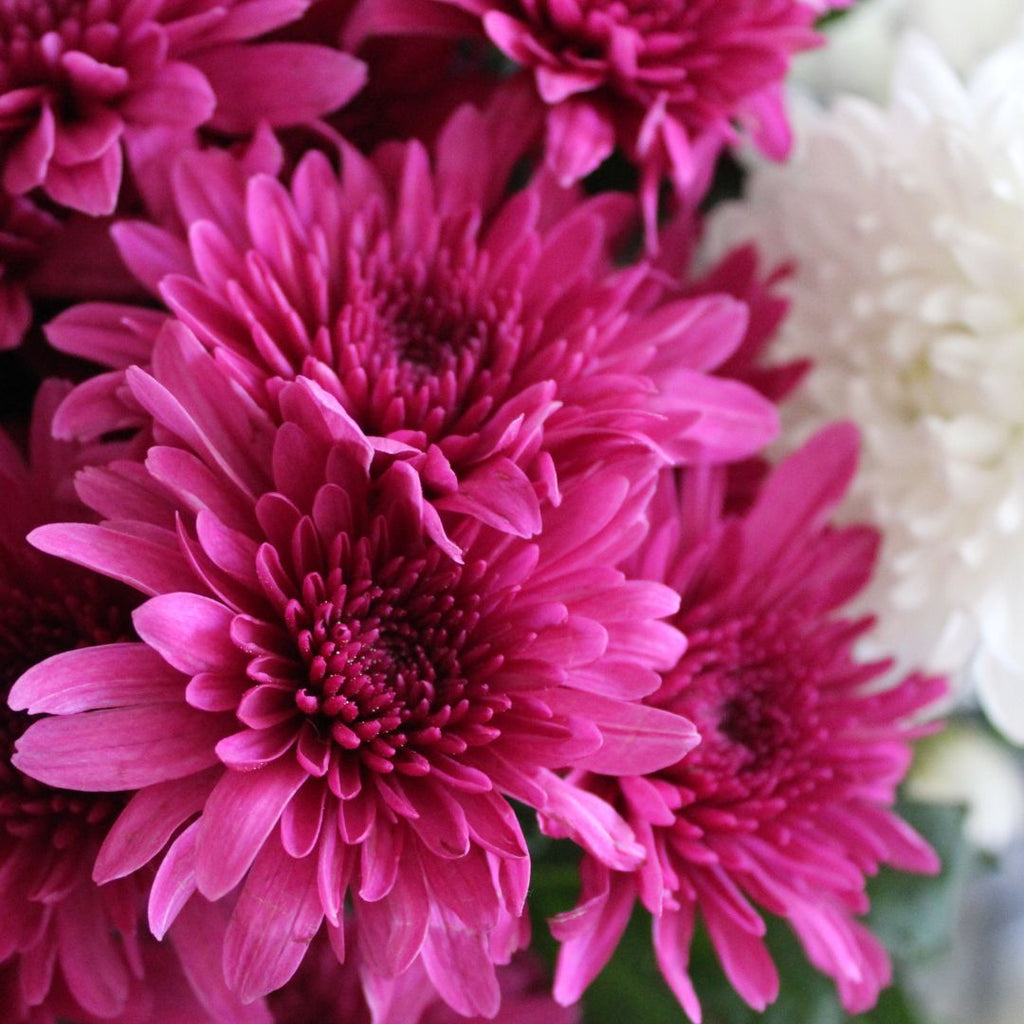 pink chrysanthemums white chrysanthemums