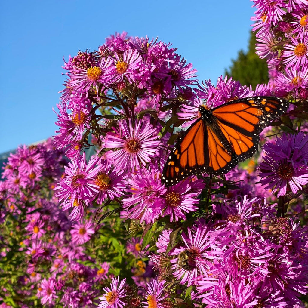 asters with a butterfly