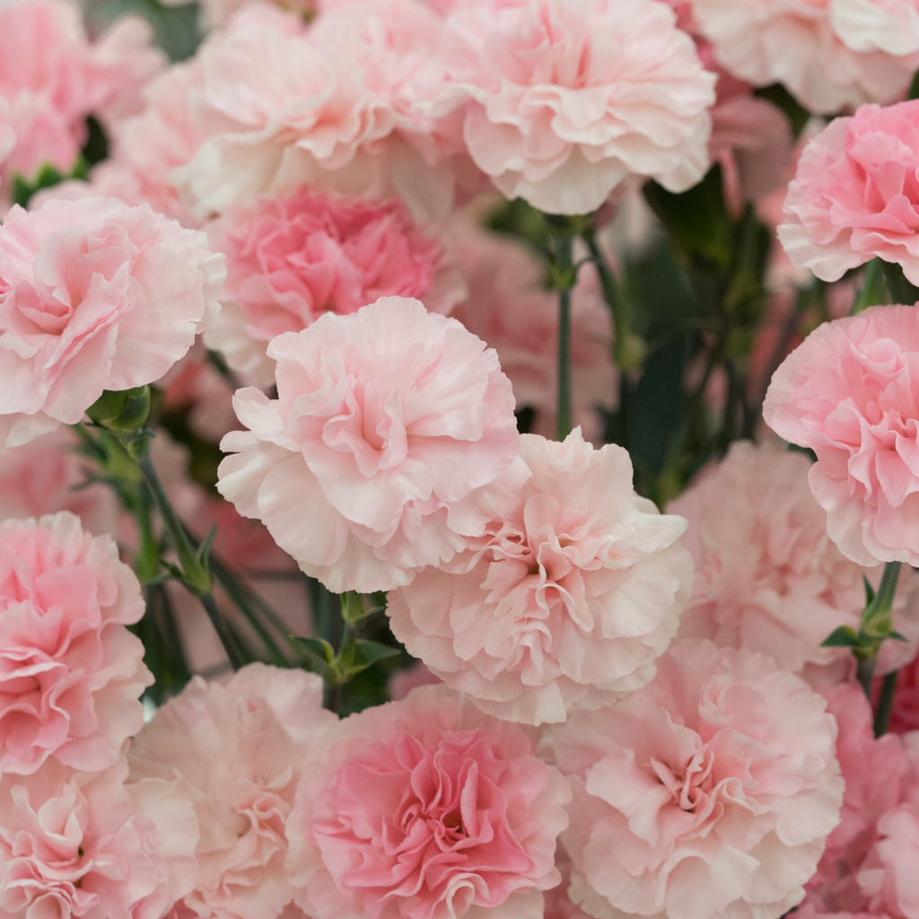 pink carnations