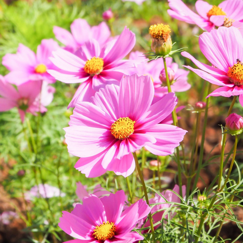 pink cosmos flowers