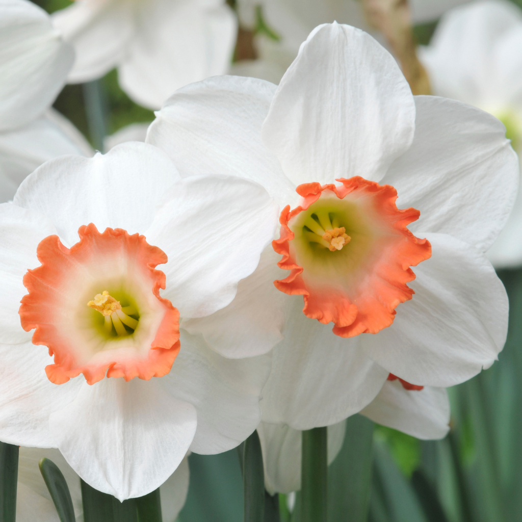 white daffodils with pink corona