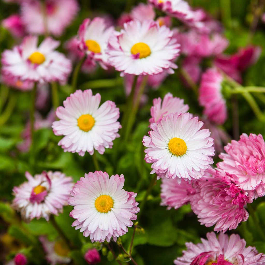 pink english double daisies
