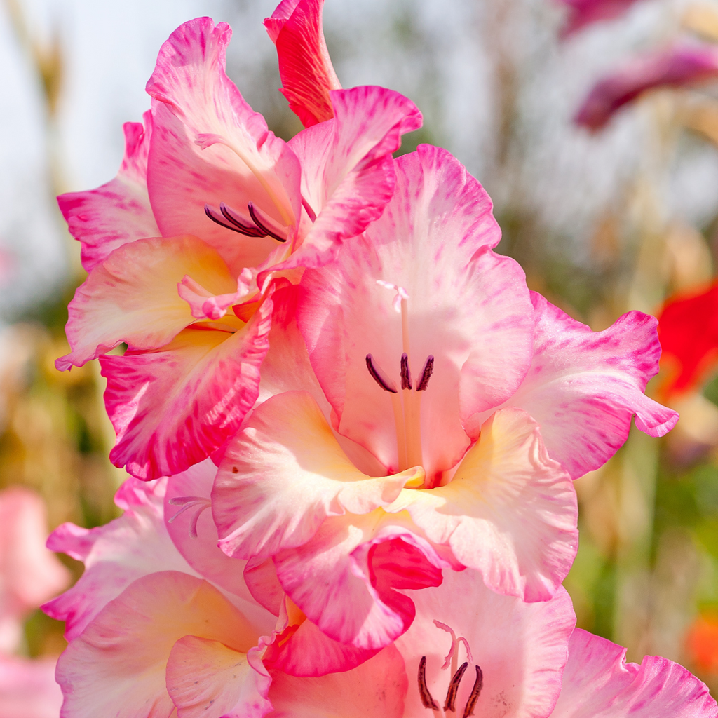 pink gladiolus flowers