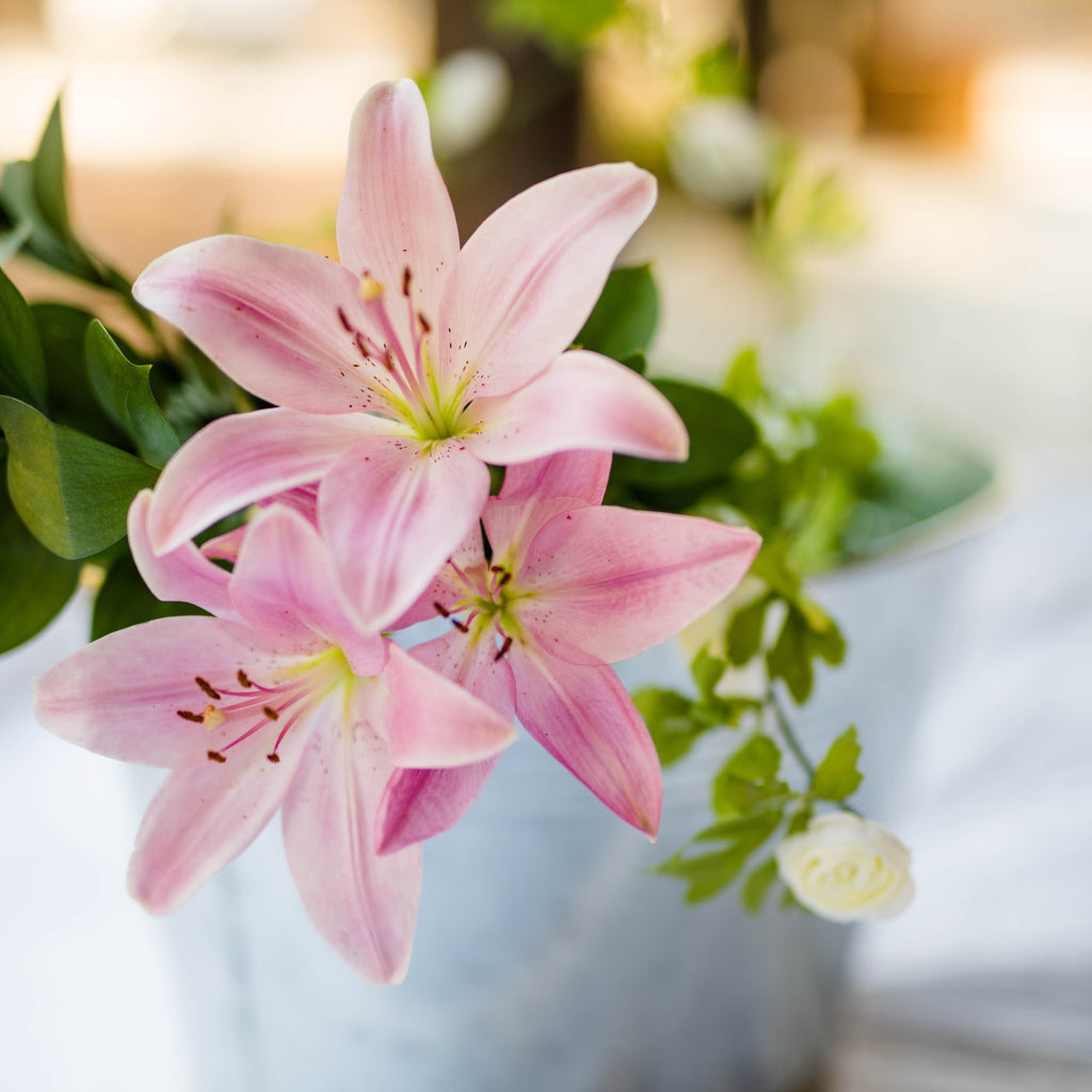 pink lilies in a pot