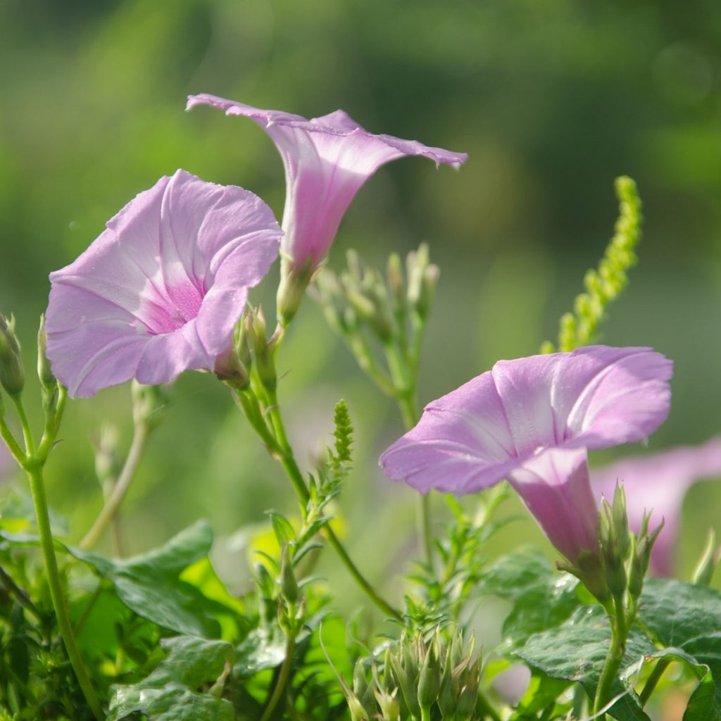 pink morning glory