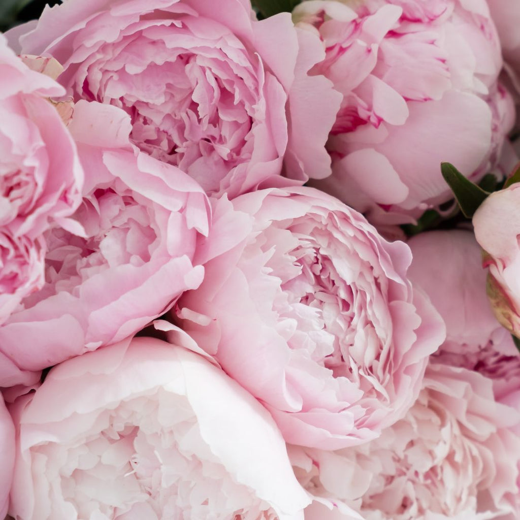 pale pink peonies