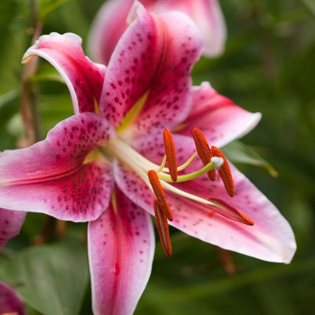 pink stargazer lily