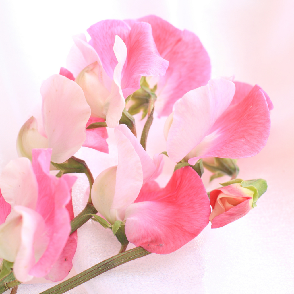 pink sweet pea april birth flower