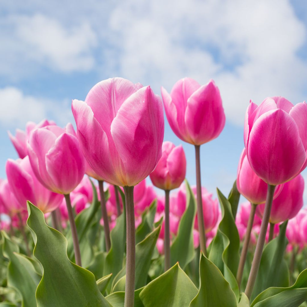 pink tulips