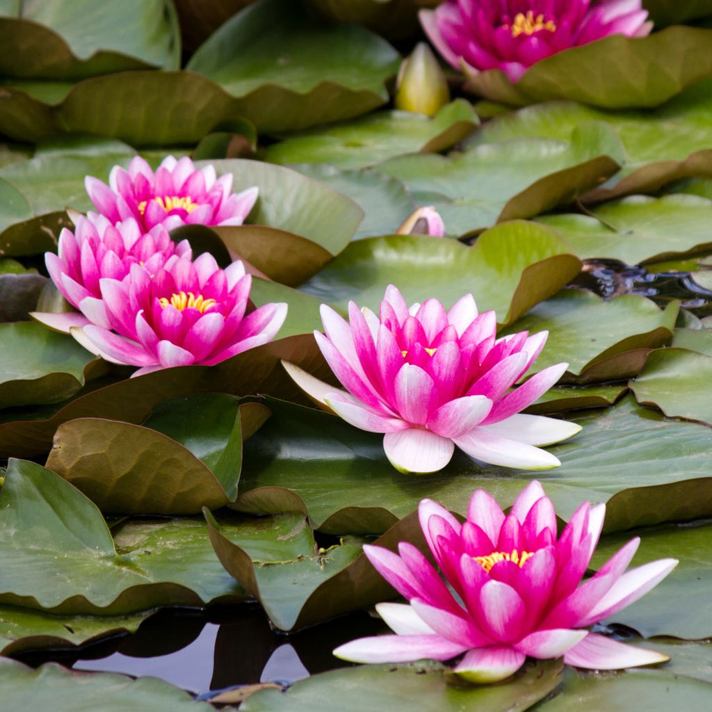 pink water lilies