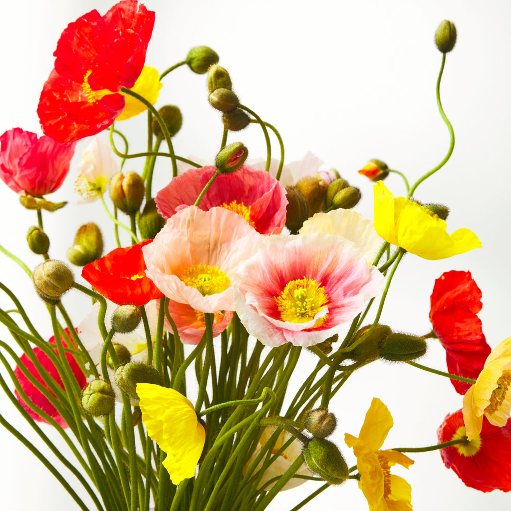 assortment of poppies in red, yellow, pink and white
