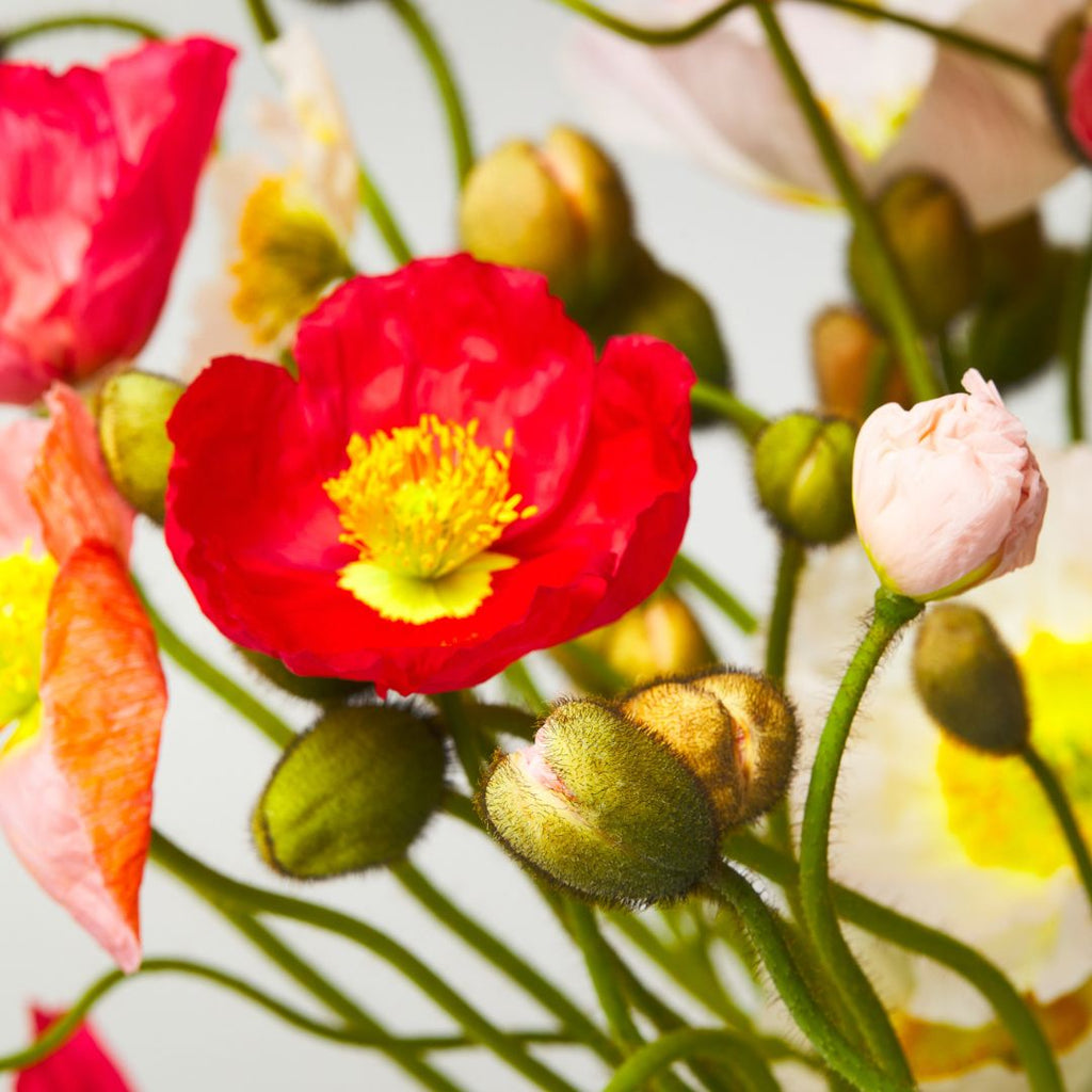 poppies close up