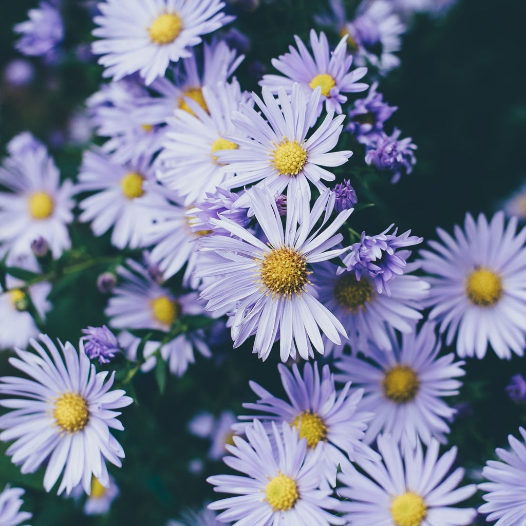 purple aster