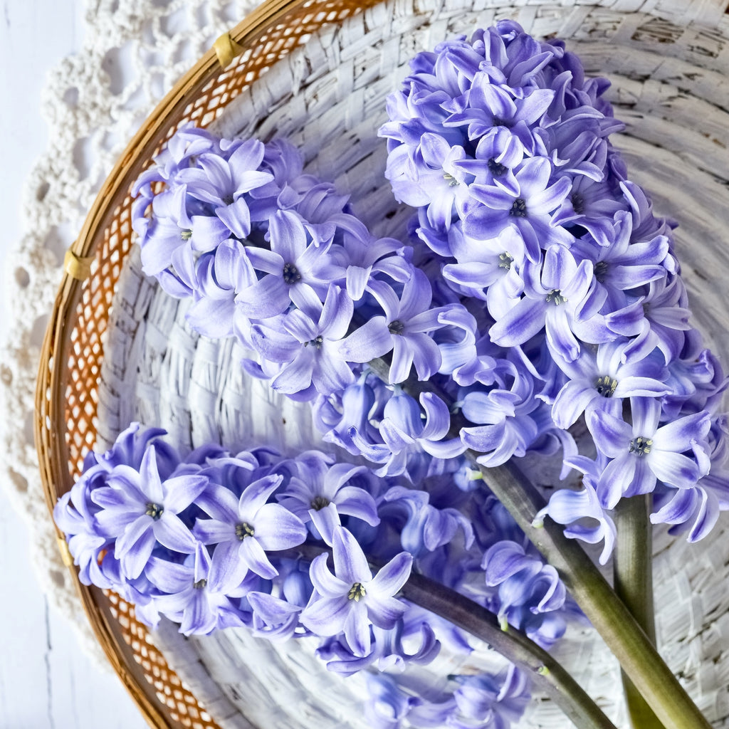 bright purple hyacinth lying on a whitewashed rattan basket