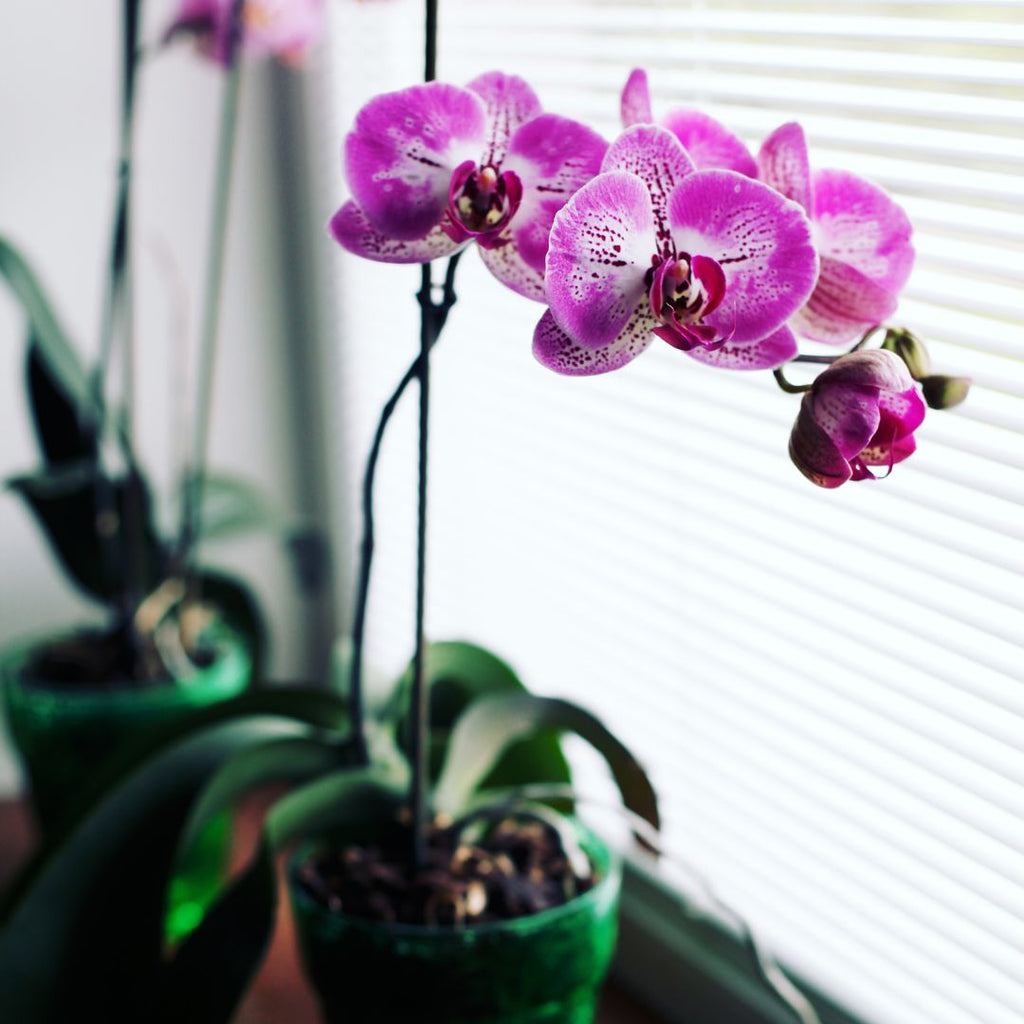 purple orchid plant for valentine's day