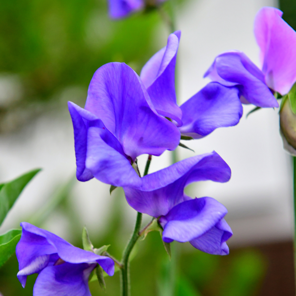 purple sweet pea