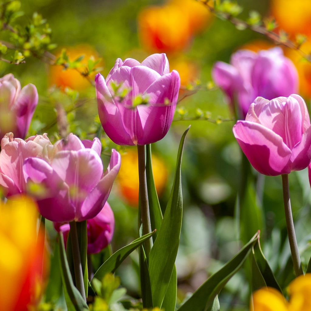 purple tulips in a field