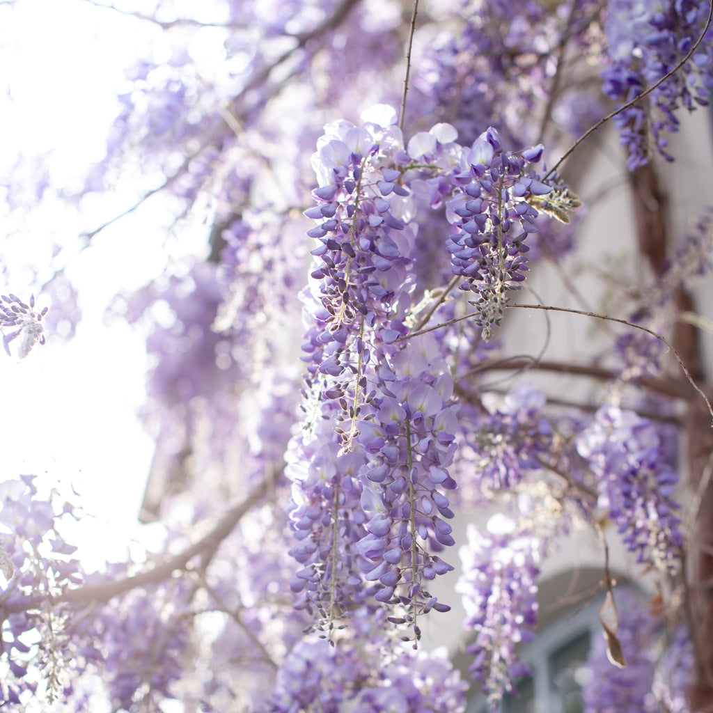 purple wisteria