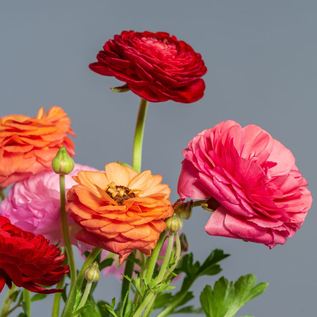 ranunculus flowers