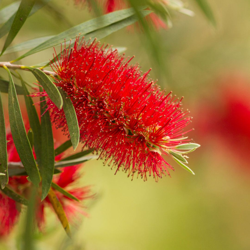 red bottlebrush