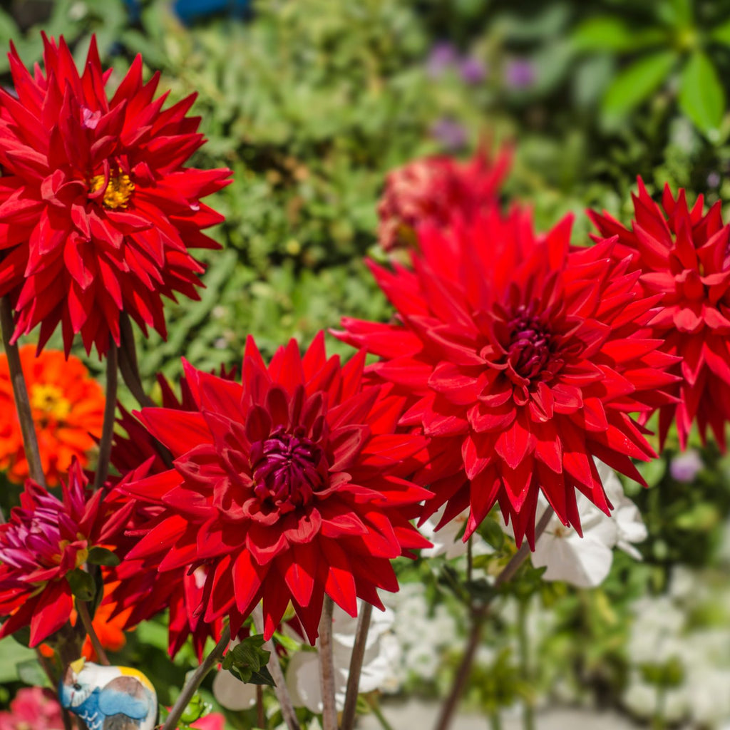 red dahlias