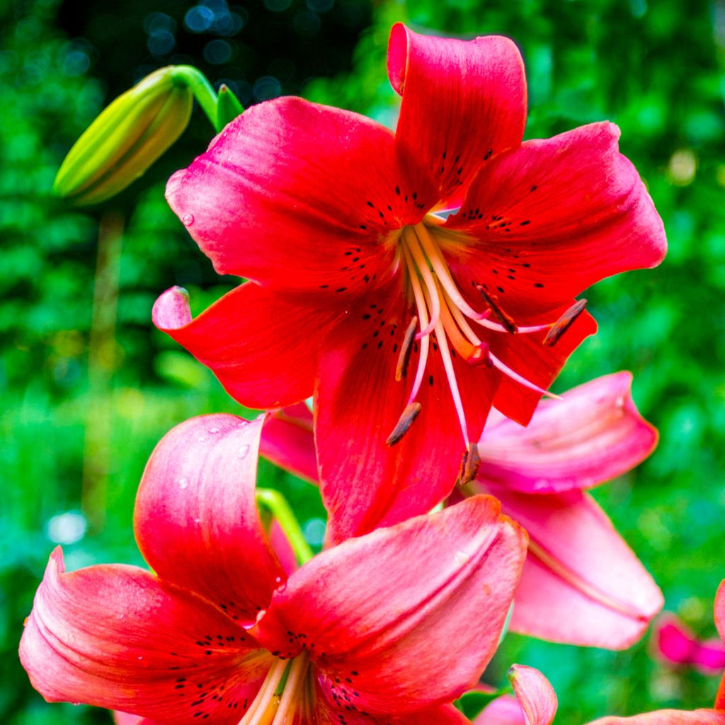 red lilies