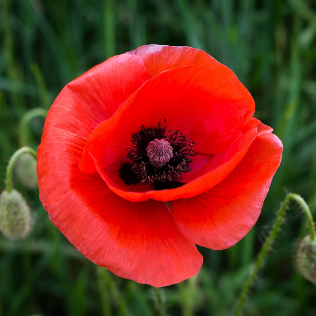 red poppy symbolises remembrance 