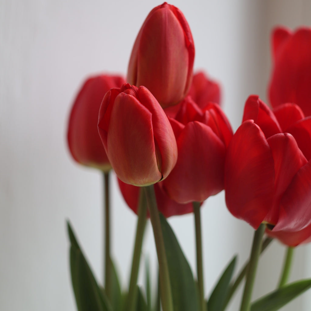 red tulips