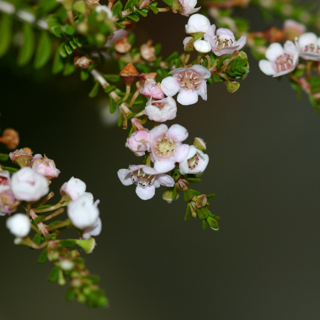 scholtzia flowers