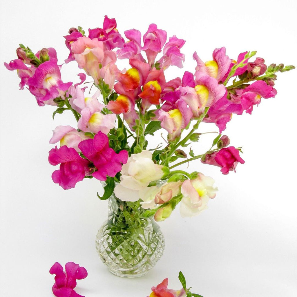 snapdragons in a vase