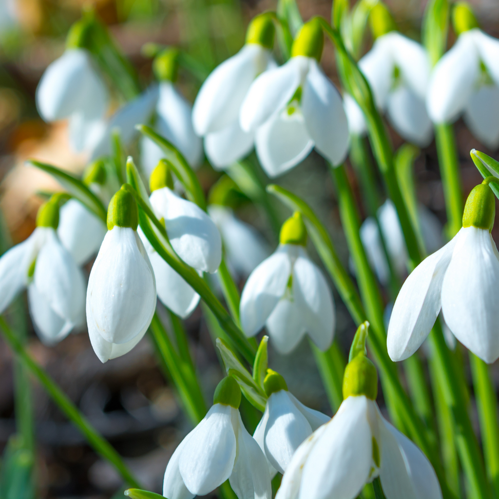 white snowdrop flowers