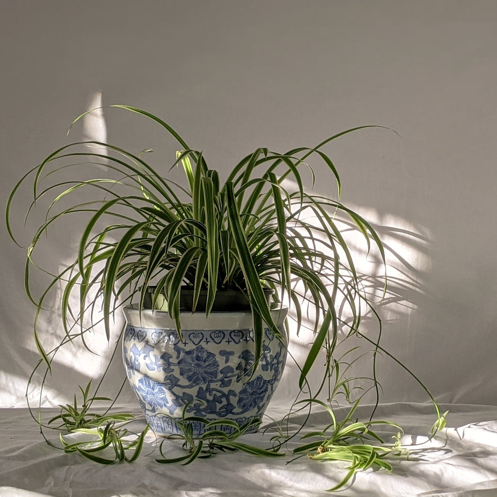 spider plant in blue and white chinoise ceramic pot