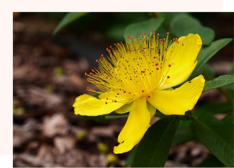 st john's wart hypericum flower