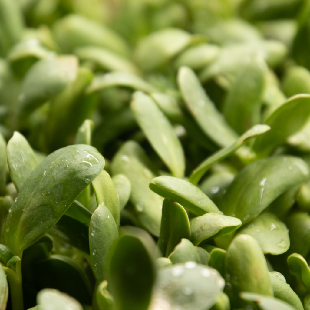 sunflower microgreens