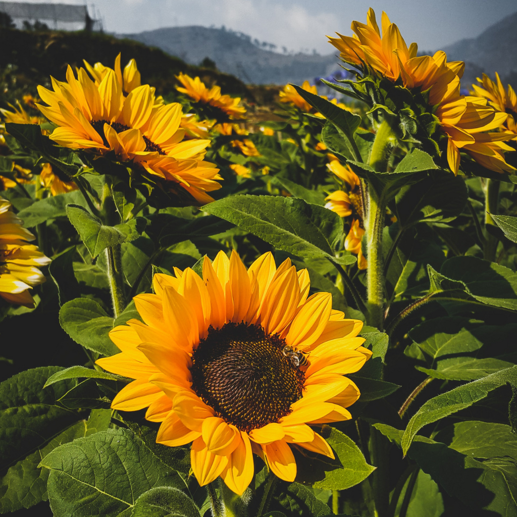 yellow sunflowers in a field