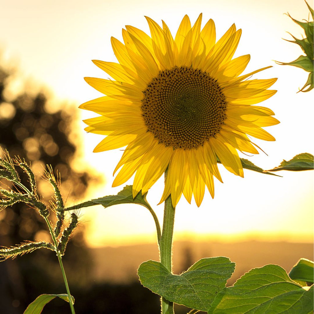 sunflower in a garden