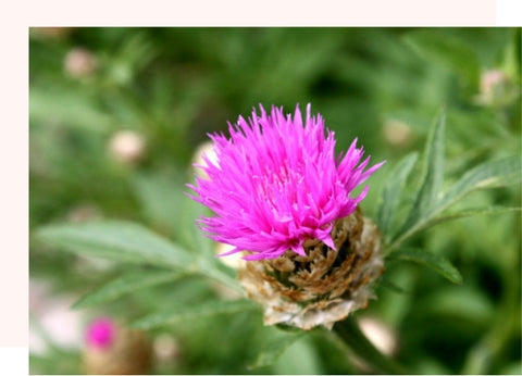 pink thistle flower