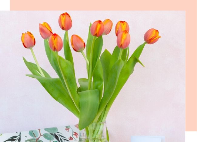 de boer tulips in a vase