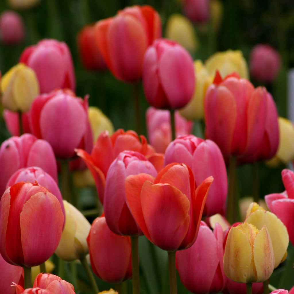 pink, orange and yellow tulips in a field